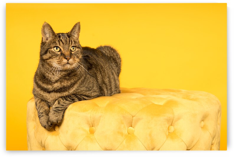 Tabby cat in a yellow studio setting with yellow puf by Leoniek Van Der Vliet