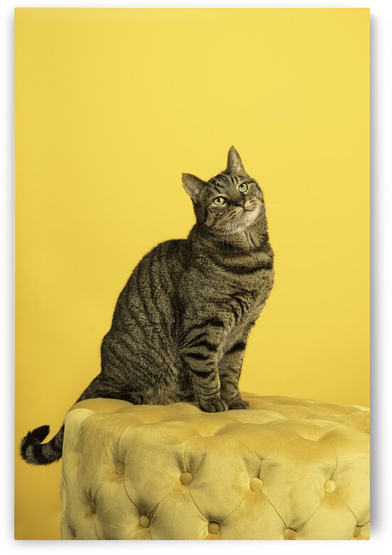 Tabby cat in a yellow studio setting with yellow puf by Leoniek Van Der Vliet