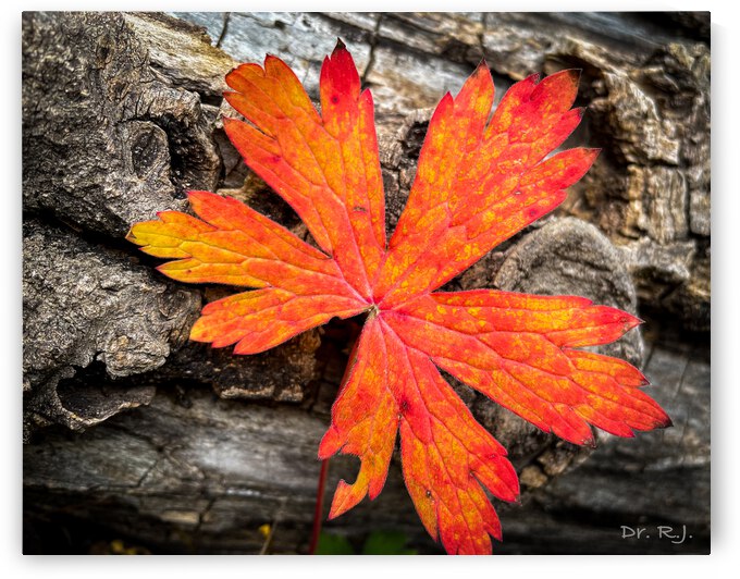 A468AFF5 0E35 4D8C 8A2E BB3168E7E78D by RJohnson