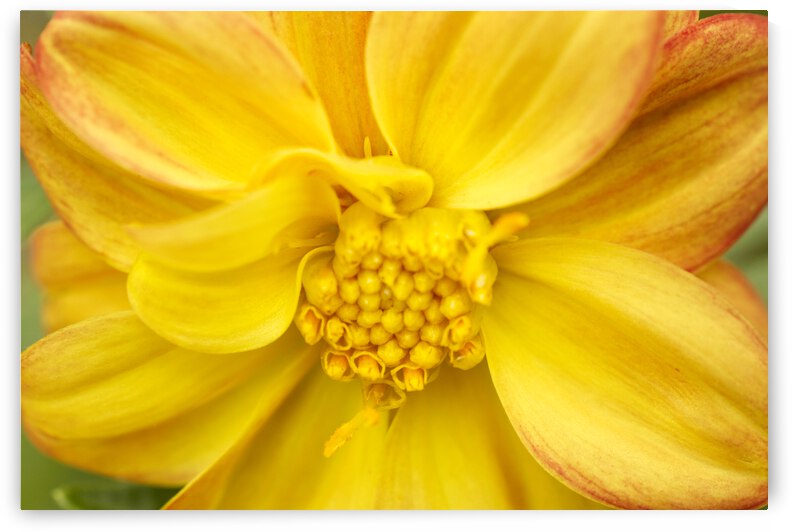Orange Yellow Dahlia Macro by Iris H Richardson