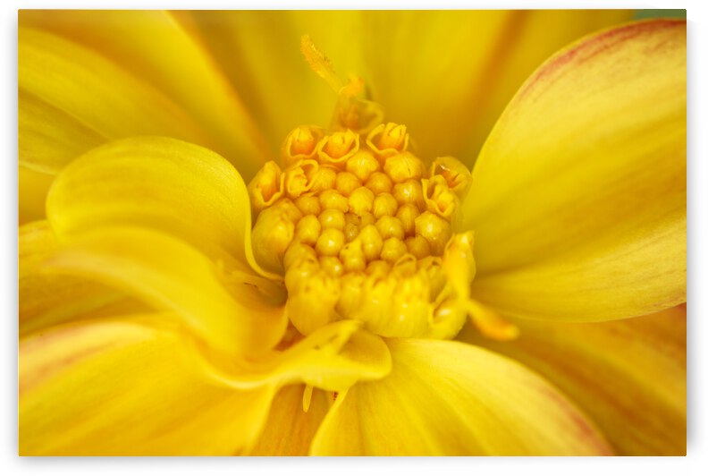 Orange Dahlia Macro Number 3  Abstract by Iris H Richardson