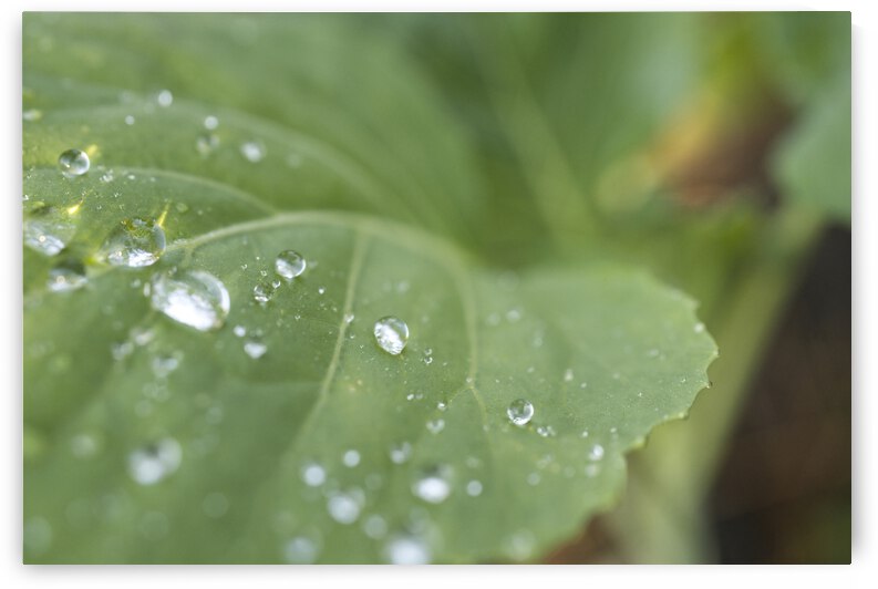 Young Green Kale Leaf with Raindrops by Iris H Richardson