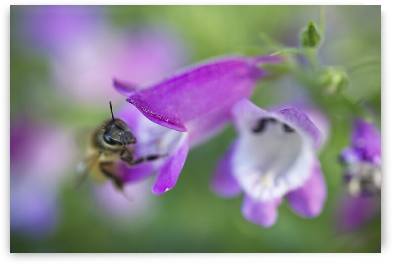 Honeybee on Pinto Beardtongue by Iris H Richardson