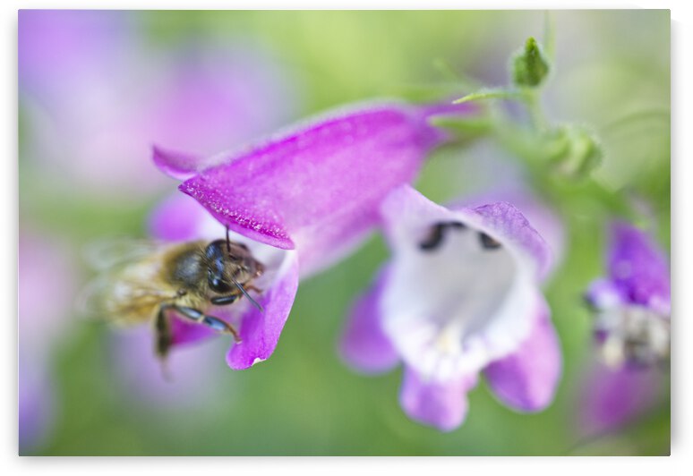 Honeybee on Pinto Beardtongue 2 by Iris H Richardson