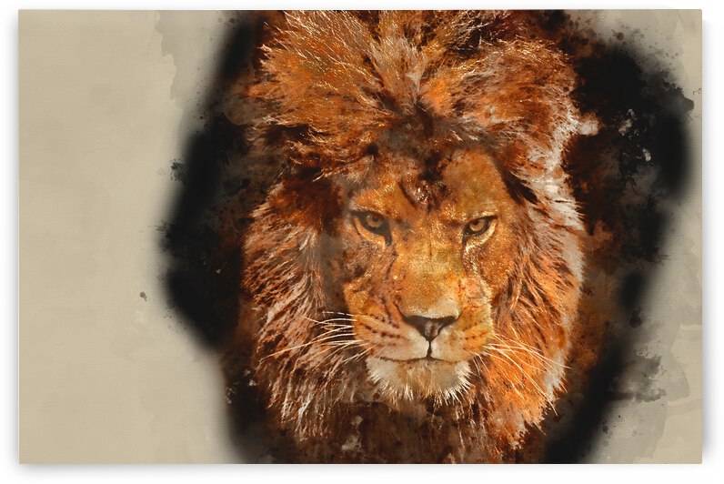 Watercolour painting of Eye catching portrait of male lion on black background by Matthew Gibson
