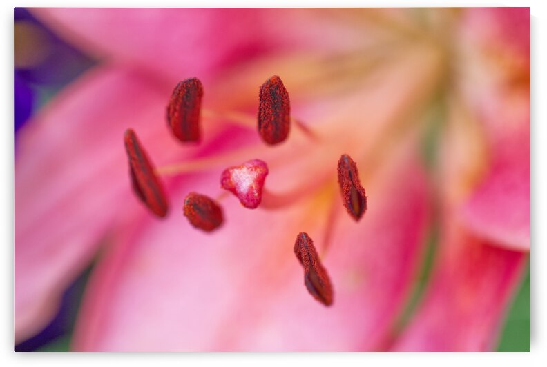 Pink Oriental Lily Stamen by Iris H Richardson