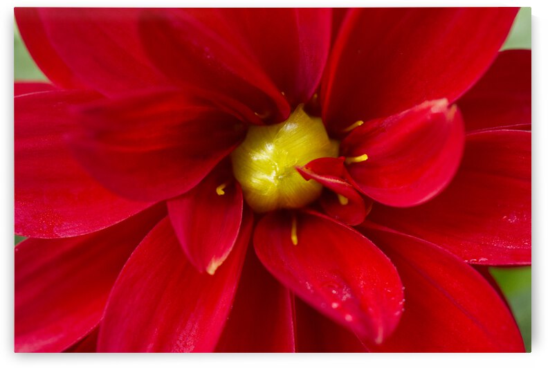 Red Dahlia with Green Core by Iris H Richardson