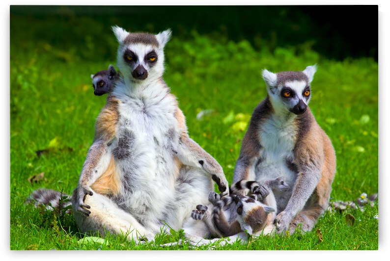 Lemur Catta Family by Socratubik