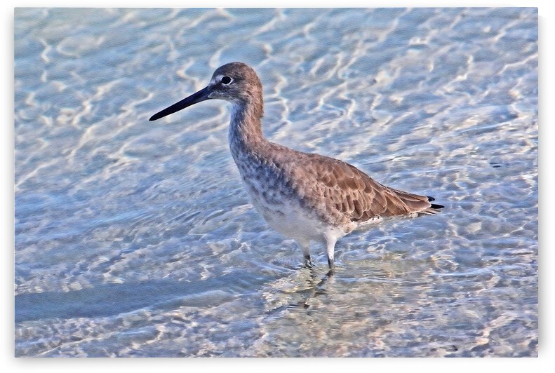 Wading Willet by HH Photography of Florida