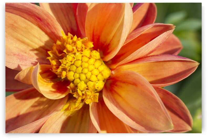 Bright orange-yellow dahlia flower. by Iris H Richardson