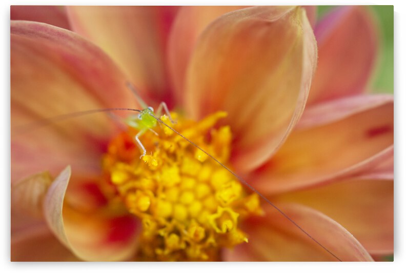 Dahlia with Green Plant Bug by Iris H Richardson