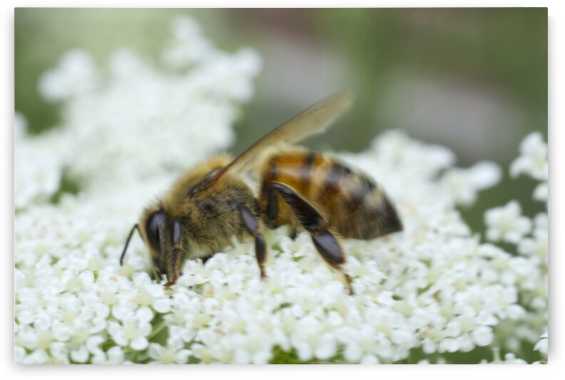 Honeybee Feasting on Queen Anne Lace flower by Iris H Richardson