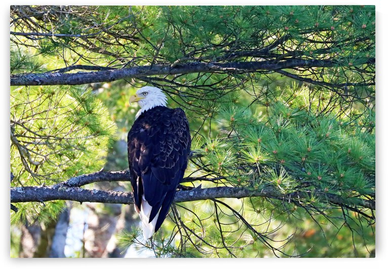 Eagle Aware Of Approach by Deb Oppermann