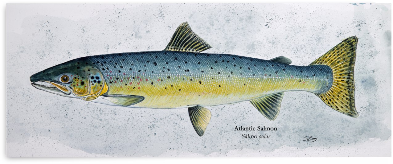 Atlantic Salmon Painting by Stephen Emms