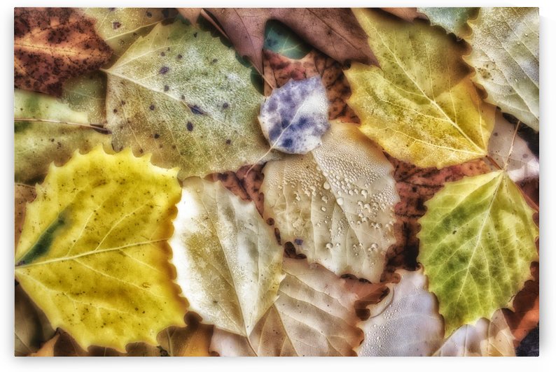 Fall Tapestry by Michel Nadeau