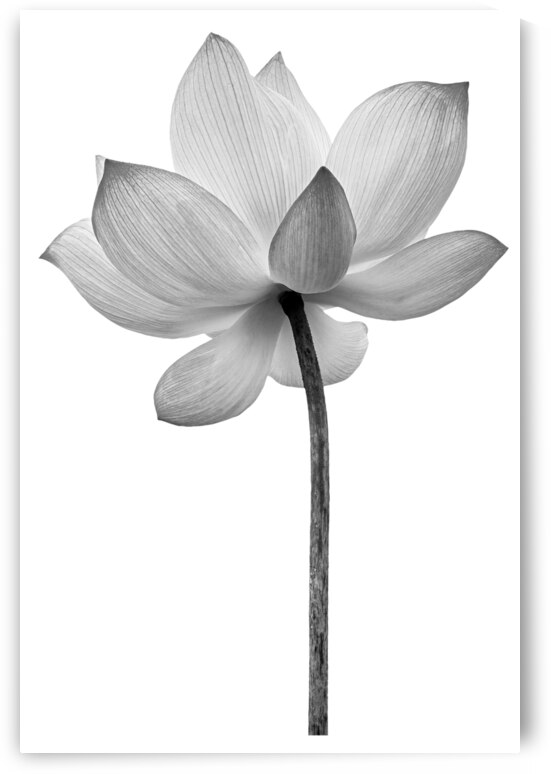 Monochrom Flower Minimalism by Artisan Canvas Prints
