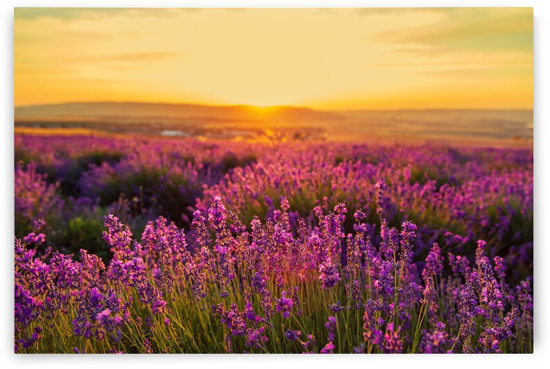 Field of flowers by Artisan Canvas Prints