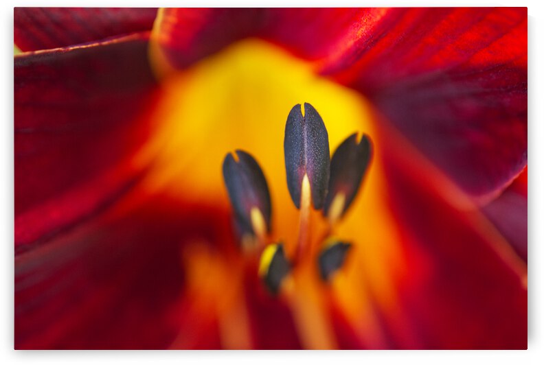 Scarlet Red Lily Stamen by Iris H Richardson