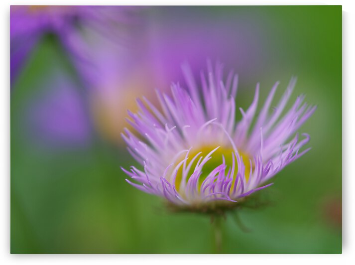 Day Dream by Suzanne Bonin