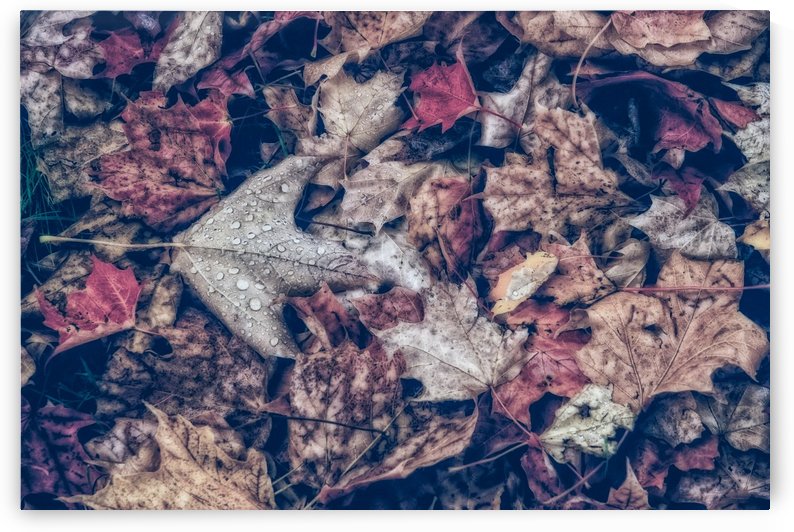 The Last of October by Michel Nadeau