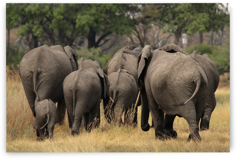 Elephants in the Okavango Delta by DirkR
