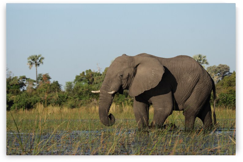 Elephant in the Okavango Delta by DirkR