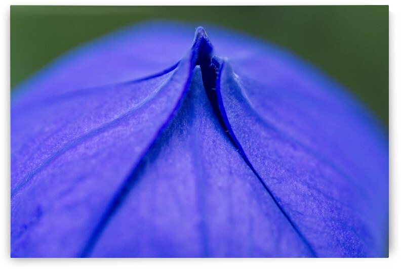 Balloon flower Blossom Top by Iris H Richardson