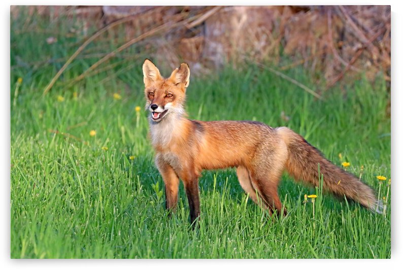 Vixen by Deb Oppermann