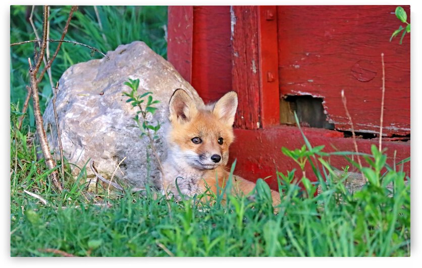 Waiting for Mom Fox Kit by Deb Oppermann