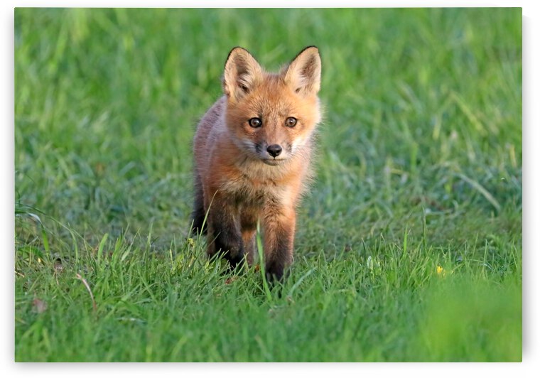Curious Fox Kit by Deb Oppermann