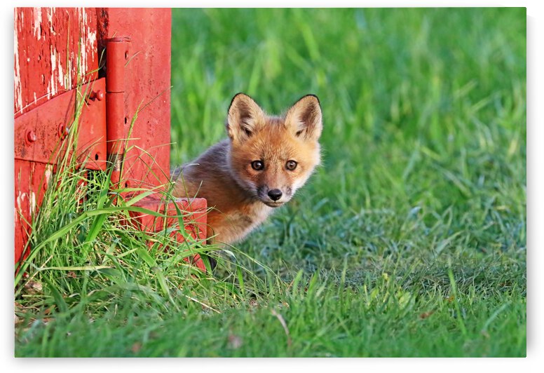 Who Are You by Deb Oppermann