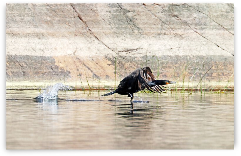 Cormorant On The Fly by Deb Oppermann