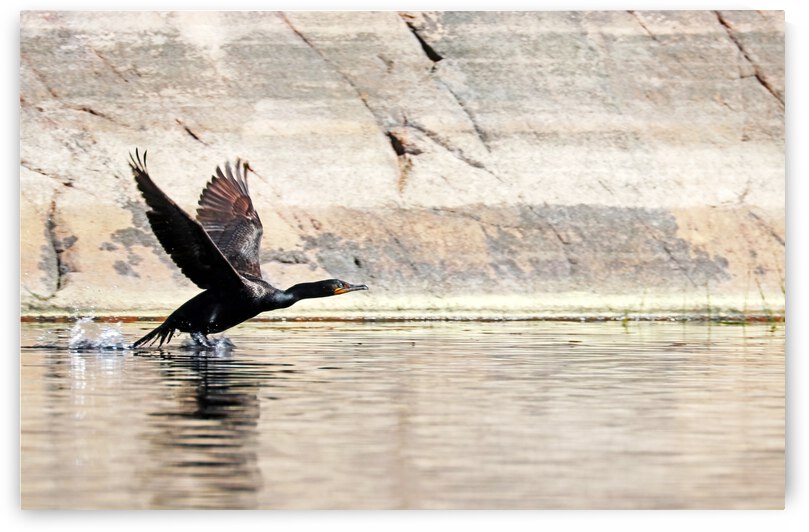 Cormorant Running On Water by Deb Oppermann