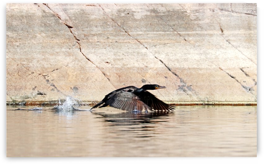 Cormorant Wing Dip by Deb Oppermann