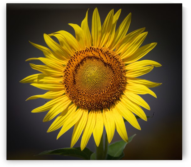  SUNFLOWER  by Ercan Ekinci