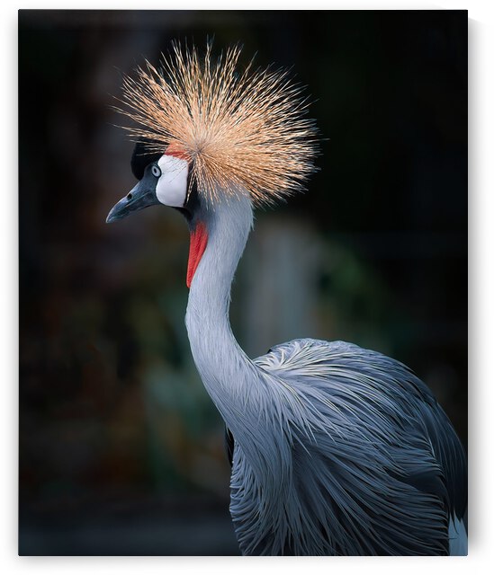 AfricanCrowned  Crane by Ercan Ekinci