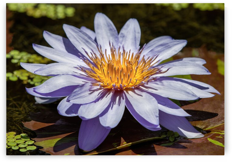 Water Lilies by Ercan Ekinci