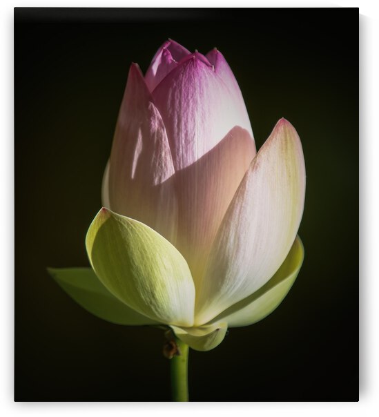 Water Lilies by Ercan Ekinci