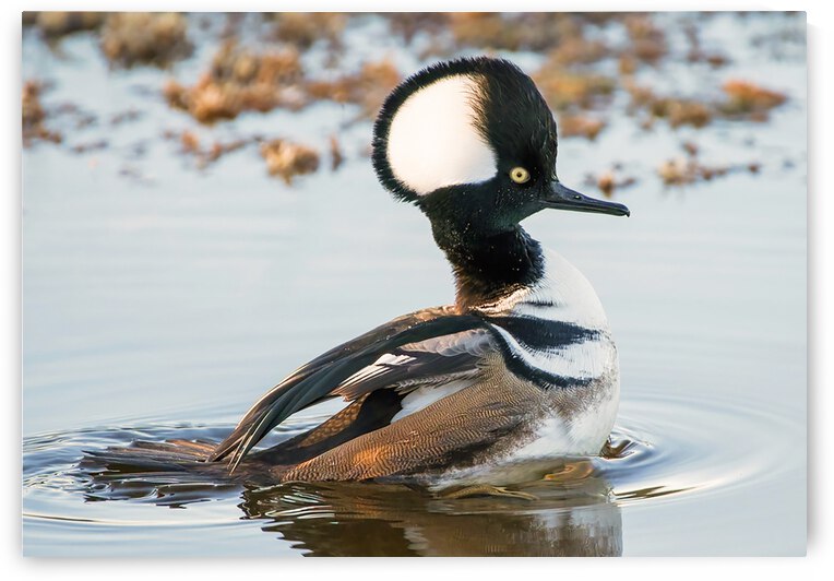 MERRIT ISLAND  by Ercan Ekinci