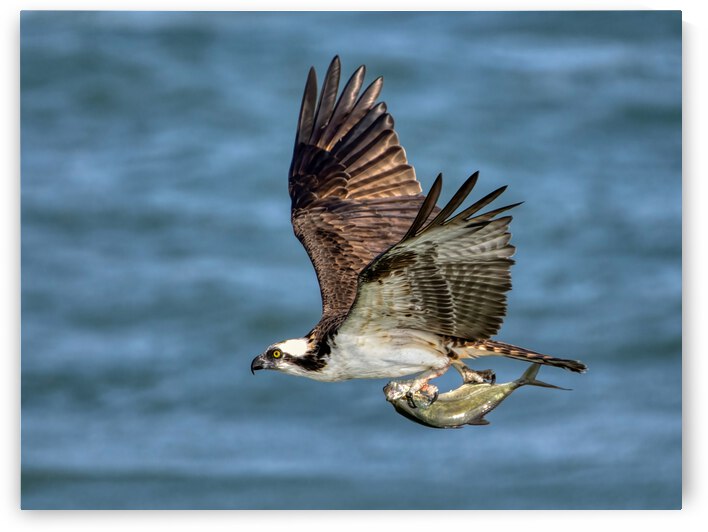 Osprey & Pompano by Ercan Ekinci