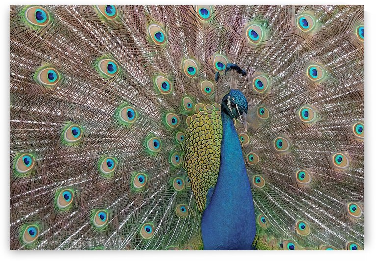 PEACOCK  by Ercan Ekinci