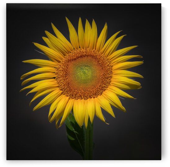   Sunflower  by Ercan Ekinci