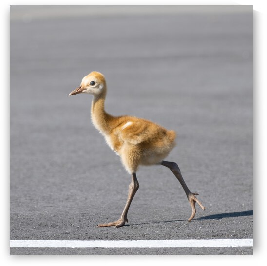 Baby Sandhill Crane Colts by Ercan Ekinci