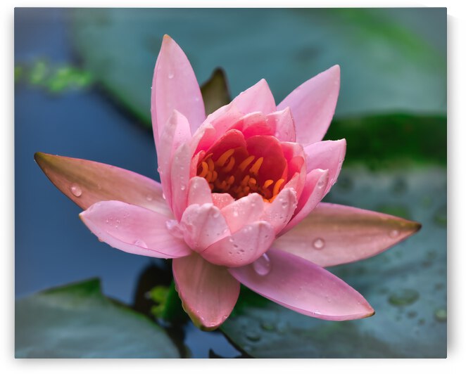   Water Lilies by Ercan Ekinci