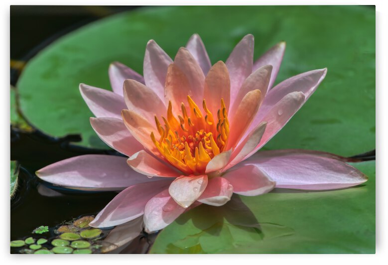   Water Lilies by Ercan Ekinci