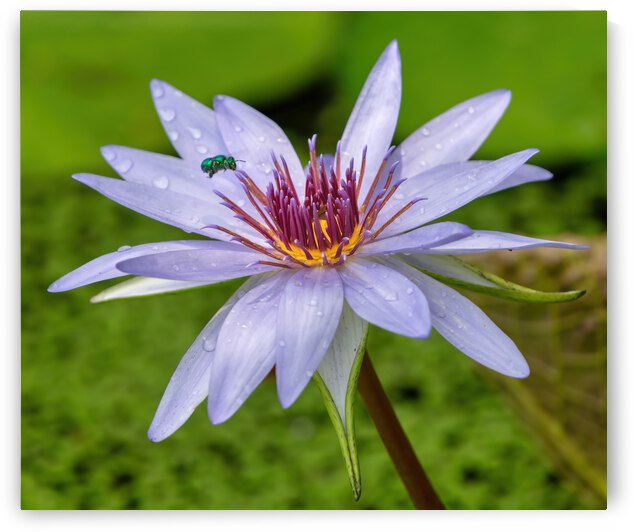    Water Lilies by Ercan Ekinci