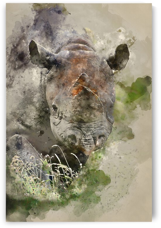 Watercolour painting of Black rhinoceros diceros bicornis michae by Matthew Gibson