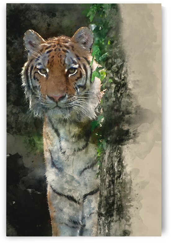 Bengal tiger panthera tigris tigris in captivity by Matthew Gibson