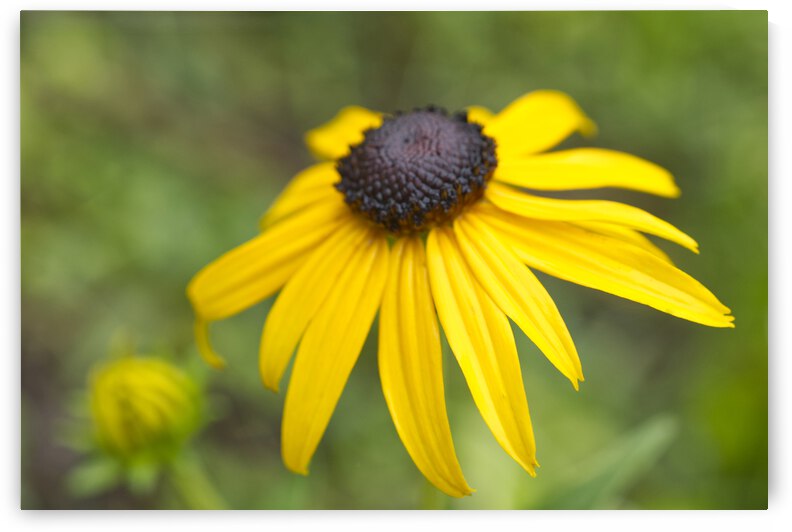 BlackEyed Susan in Rain  by Iris H Richardson