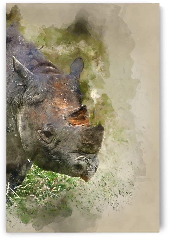 Watercolor painting of Black rhinoceros diceros bicornis michael by Matthew Gibson